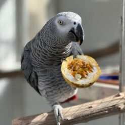 ALEXA - African Grey Parrot