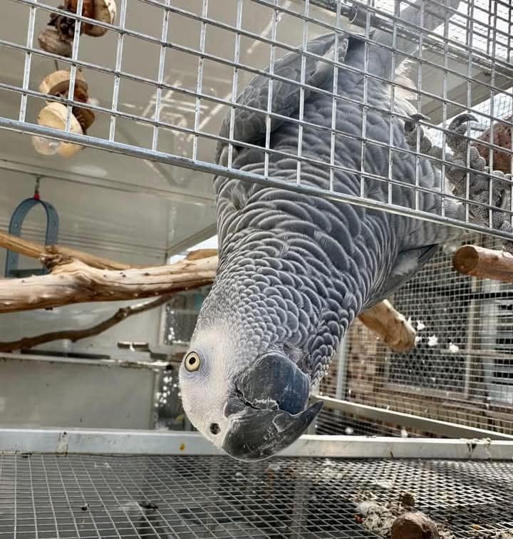 ALEXA - African Grey Parrot - Image 3