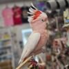 Major Mitchell Cockatoo for sale