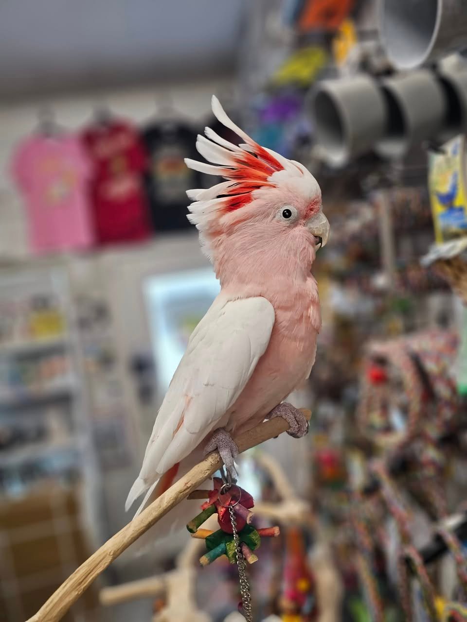 Major Mitchell Cockatoo for sale