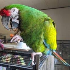 Billy - Military Macaw