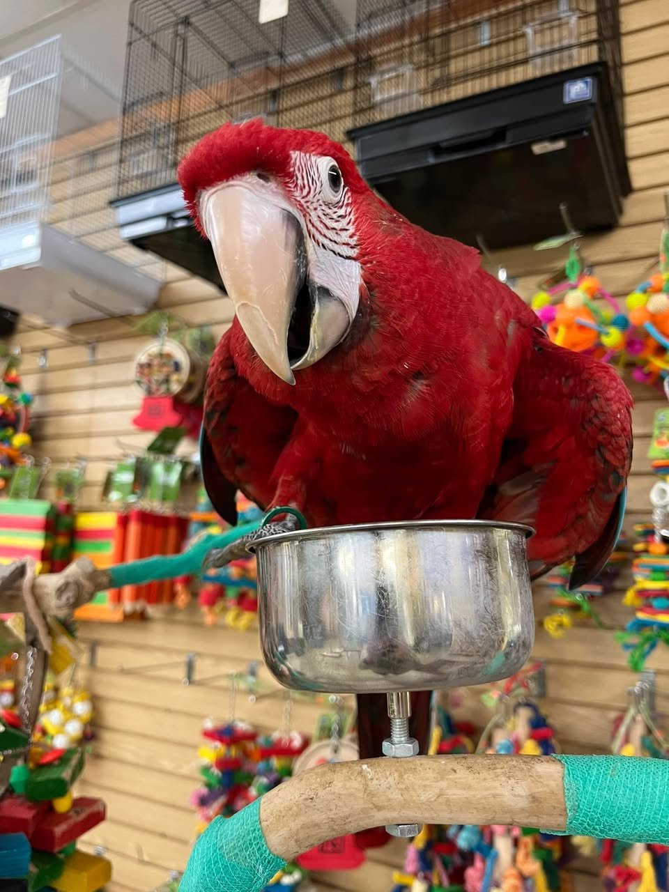 Charlie– Green-winged Macaw - Image 3