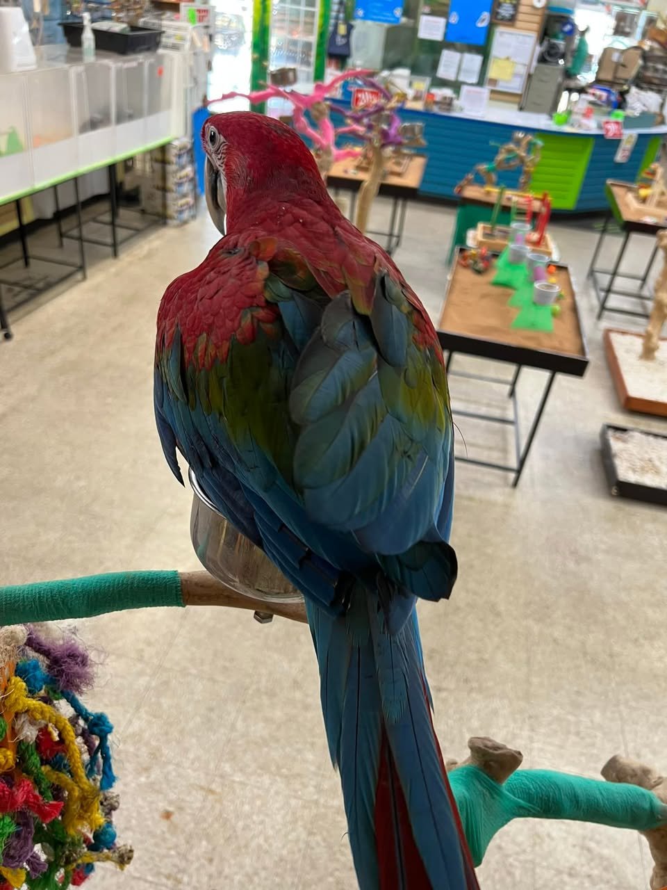 Charlie– Green-winged Macaw - Image 2