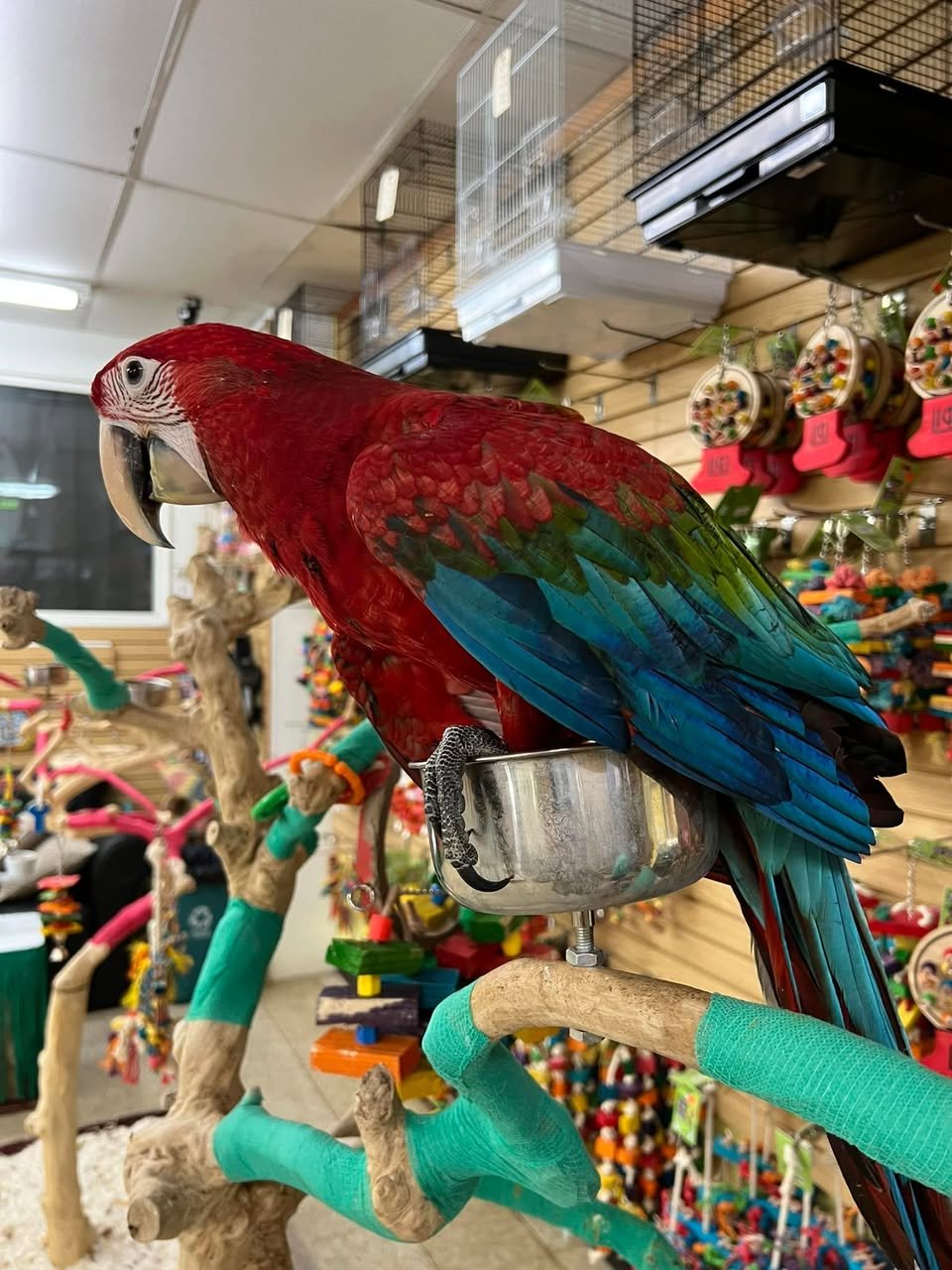 Charlie– Green-winged Macaw - Image 4