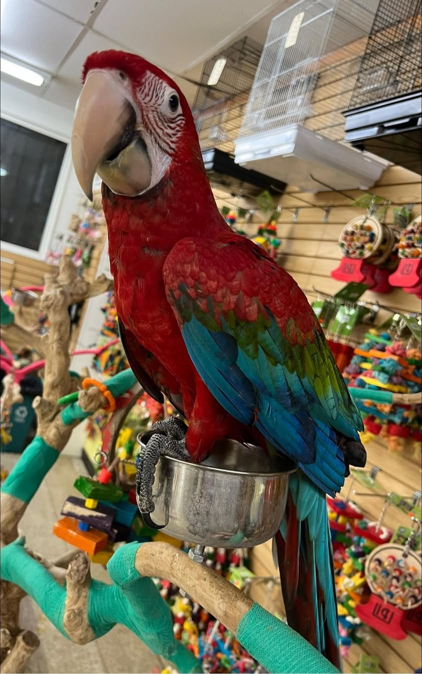 Charlie– Green-winged Macaw