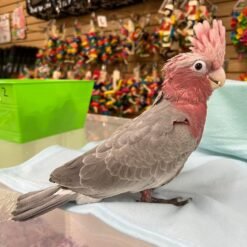 Sparky - Umbrella Cockatoo