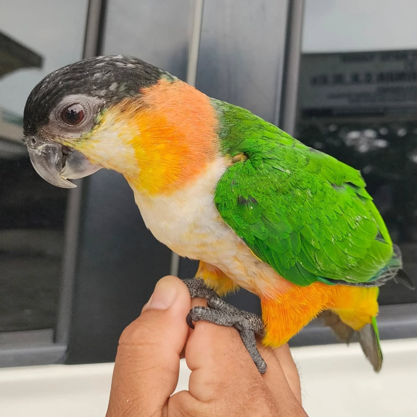 BLACK HEADED CAIQUE