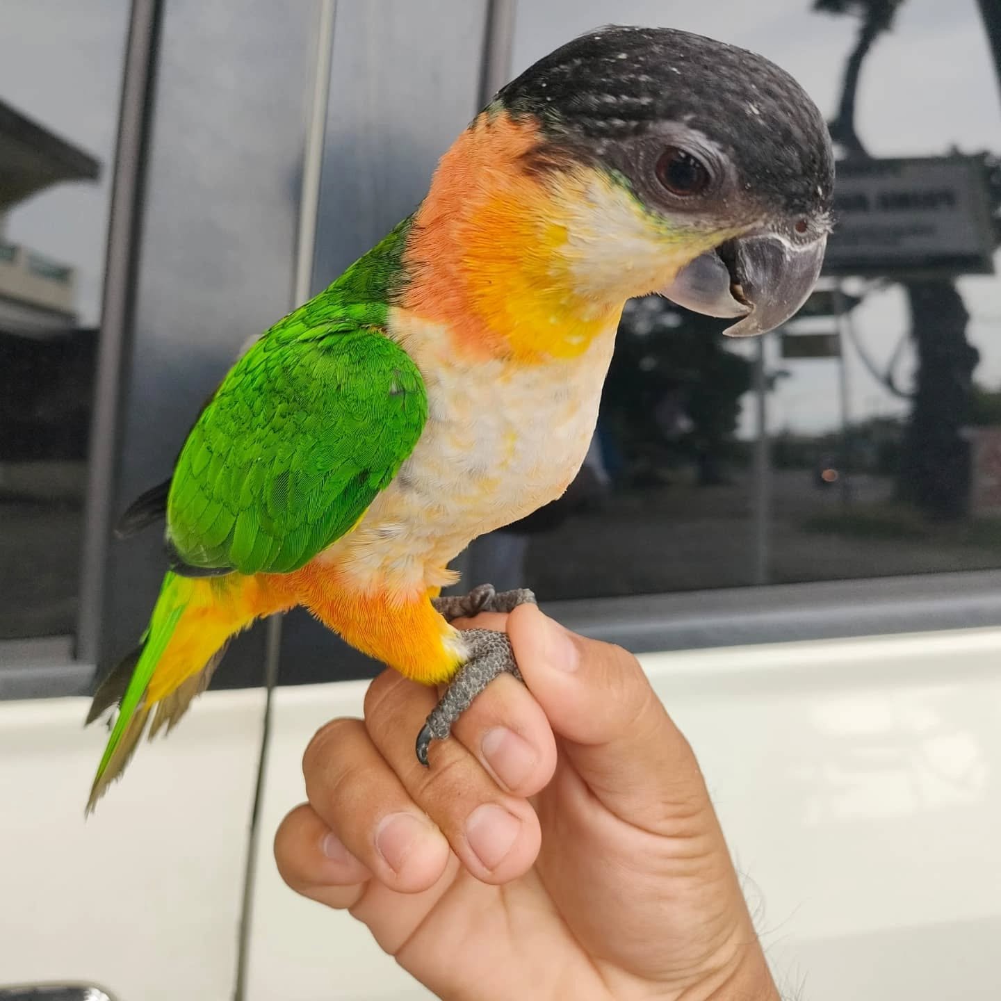 BLACK HEADED CAIQUE