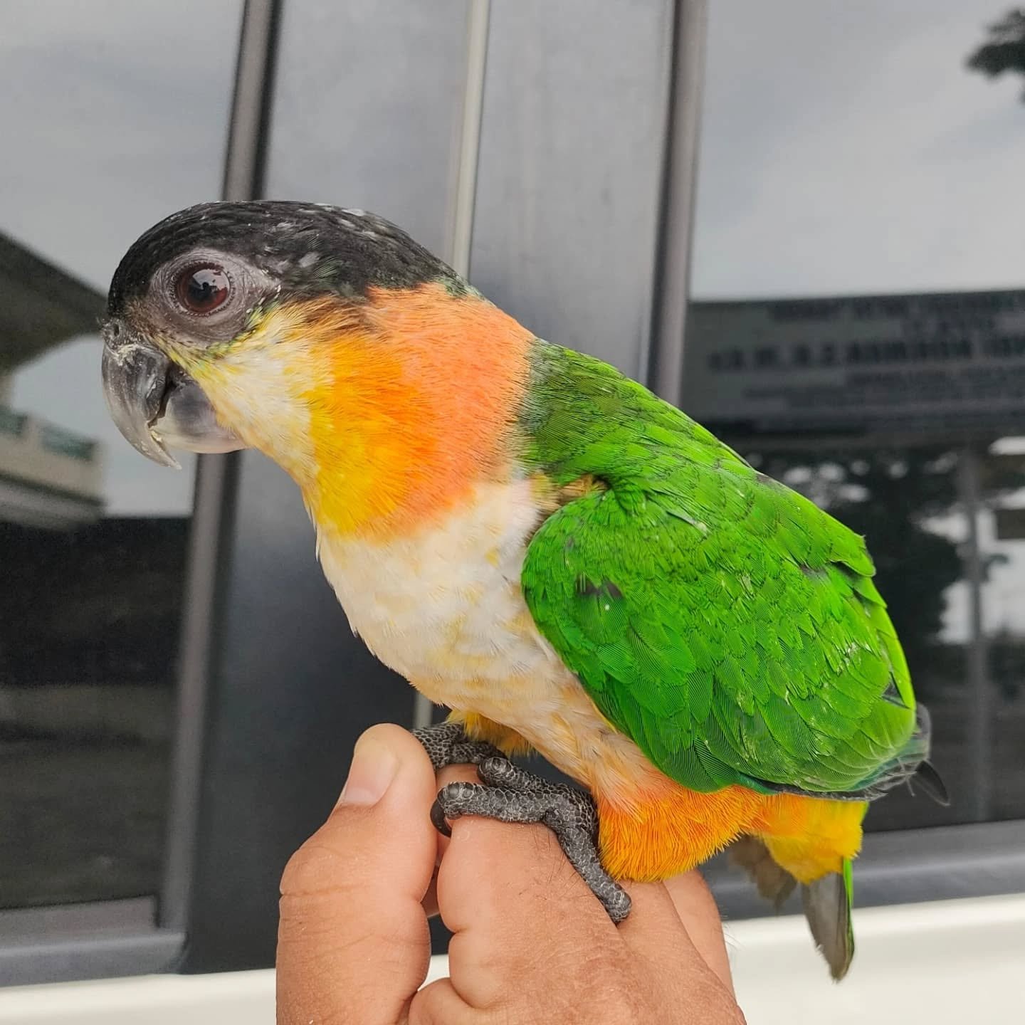 BLACK HEADED CAIQUE