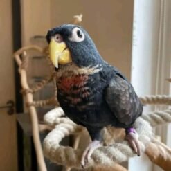 BRONZE WING PIONUS