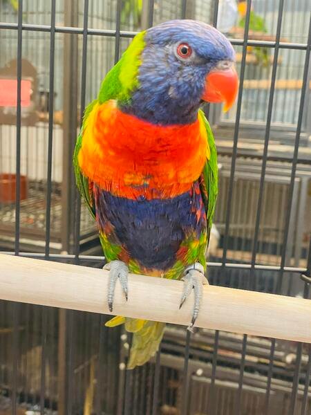 RAINBOW LORIKEET