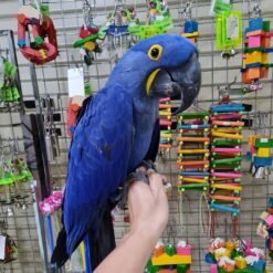 BLUE HYACINTH MACAW FOR SALE