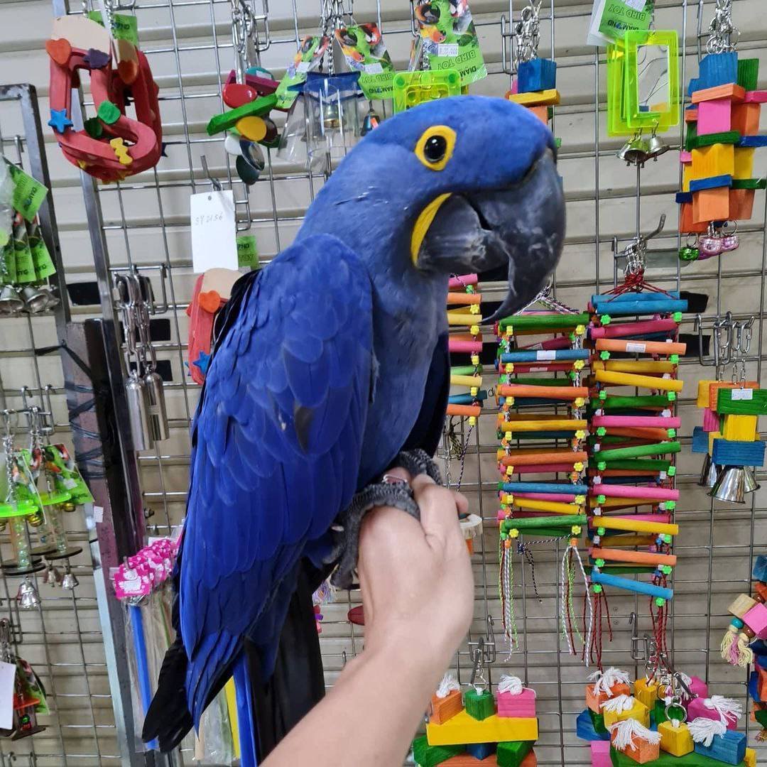 BLUE HYACINTH MACAW FOR SALE