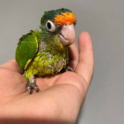 Amina - Baby Half moon conure
