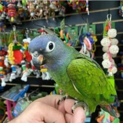 Rica -  BLUE HEADED PIONUS