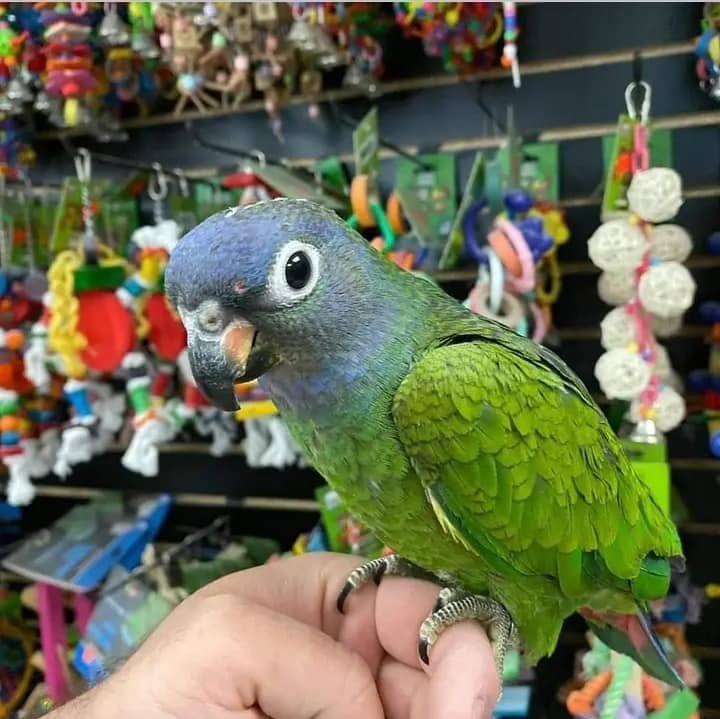 Rica -  BLUE HEADED PIONUS