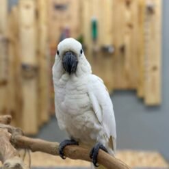 Sulphur crested Cockatoo