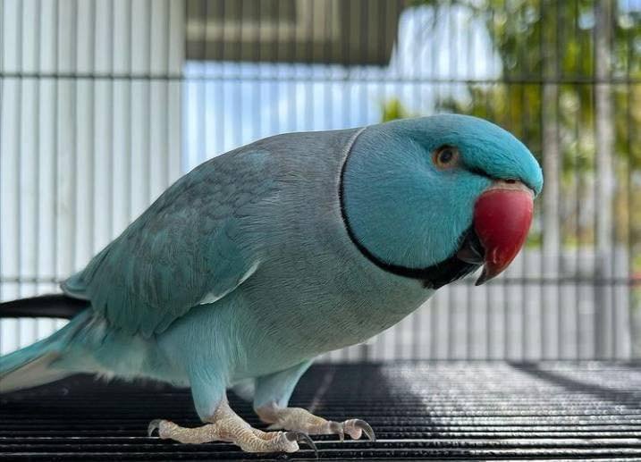 Quaker Parrots - Image 2