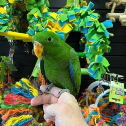 baby Eclectus parrots