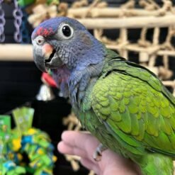 Eclectus parrots for sale