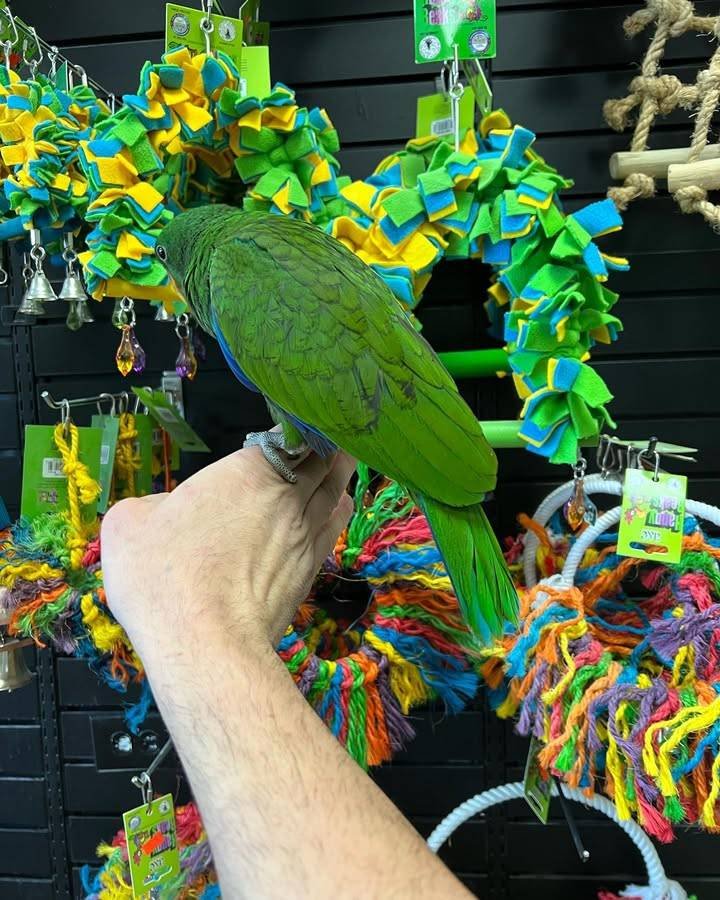 baby Eclectus parrots