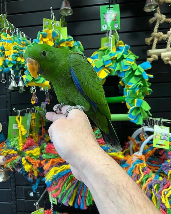 baby Eclectus parrots