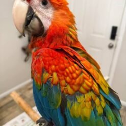 Baby Scarlet Macaw For Sale