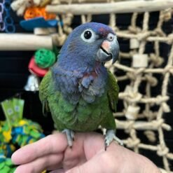 Eclectus parrots for sale