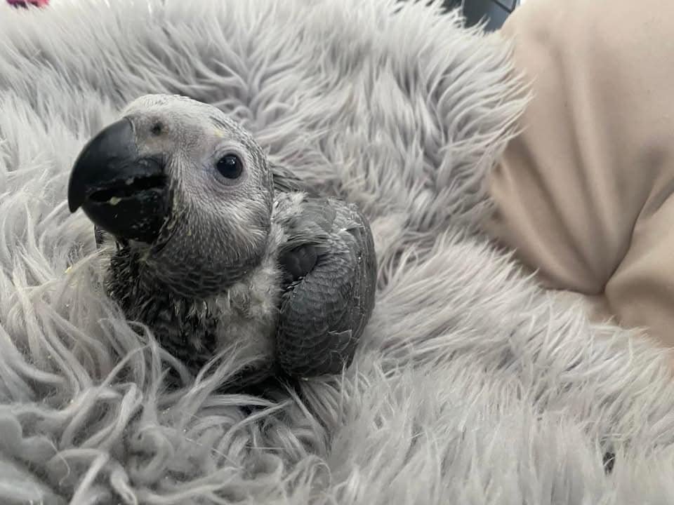 BABY AFRICAN GREY PARROTS for sale