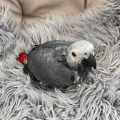 BABY AFRICAN GREY PARROTS for sale
