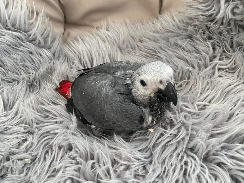BABY AFRICAN GREY PARROTS for sale