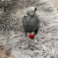 BABY AFRICAN GREY PARROTS for sale
