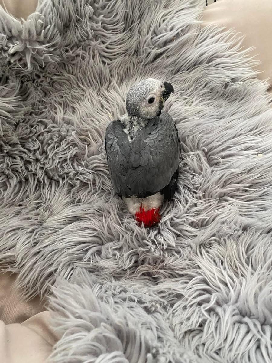 BABY AFRICAN GREY PARROTS for sale
