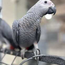 BABY AFRICAN GREY PARROTS