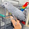 BABY AFRICAN GREY PARROTS