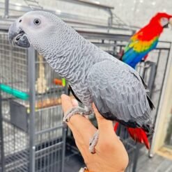 BABY AFRICAN GREY PARROTS