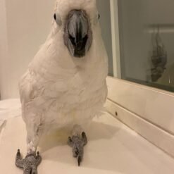 Rico – Corella Cockatoo