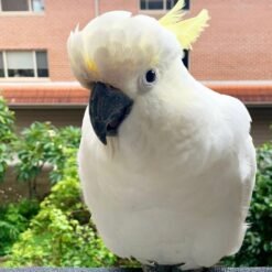 Rocky – Sulphur Crested Cockatoo