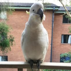 Rocky – Sulphur Crested Cockatoo For Sale