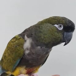 Jordy - PATAGONIAN CONURE
