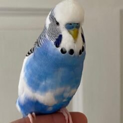 Luna – Solomon’s Cockatoo