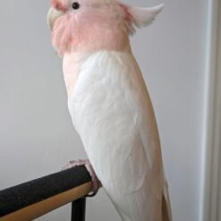 Major Mitchell Cockatoo For Sale