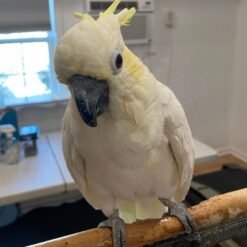 Layla – Yellow Crested Cockatoo