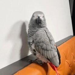 Ryker - African Grey