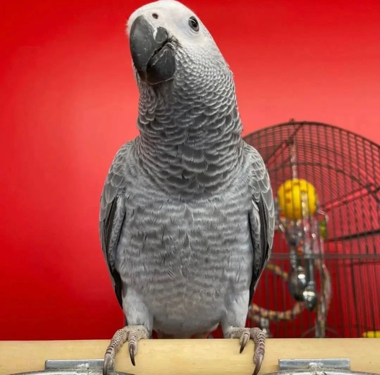 MAX - African grey Congo