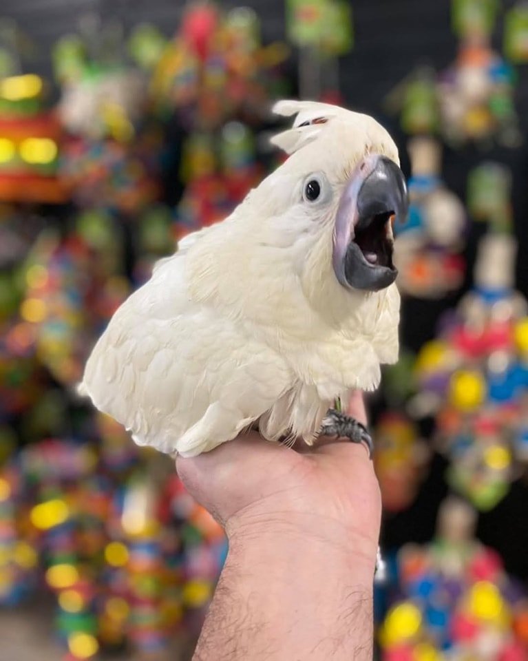 NINA- Baby Umbrella Cockatoo - Image 5