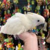 Baby Umbrella Cockatoo for Sale