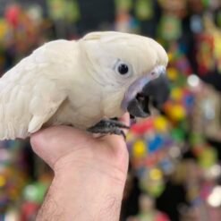 Baby Umbrella Cockatoo for Sale