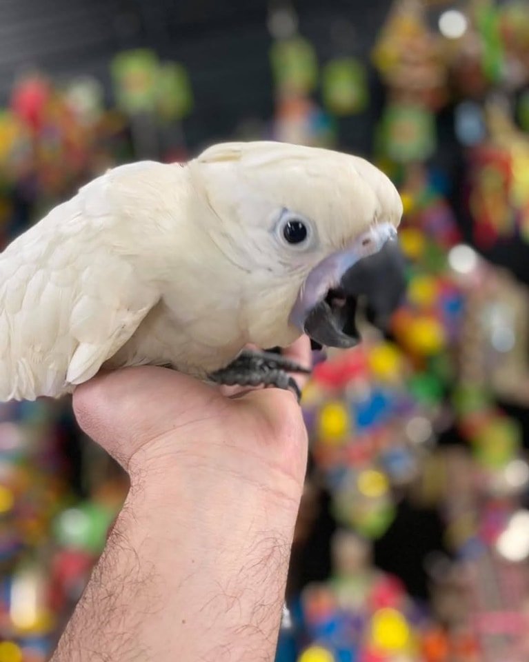 Baby Umbrella Cockatoo for Sale