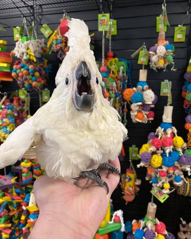 Baby Umbrella Cockatoo for Sale